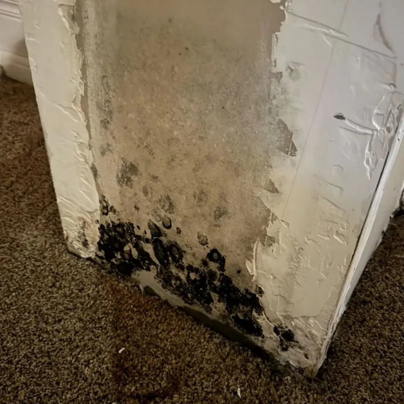 Professional Mold Removal in Wellington, FL